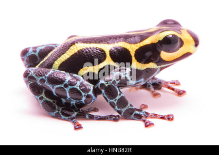 Poison dart frog, Ranitomeya imitatore baja huallaga. Un piccolo animale velenoso dal tropical Amazzonia foresta di pioggia del Perù. Isolato su bianco backgrou Foto Stock