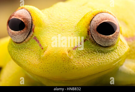 Gli occhi vivaci di Polka Dot raganella, Hypsiboas punctatus. Animale dell'amazzonia tropicale foresta di pioggia. Una bella curioso treefrog giallo. Foto Stock