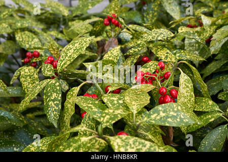 Aucuba arbusto con bacche rosse Foto Stock