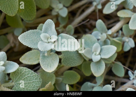 Ballota pseudodictamnus Foto Stock