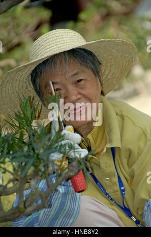 Hong Kong Cina, 03 Dicembre 2006: donna giardinaggio al Chi Lin monastero nella città di Hong Kong Foto Stock