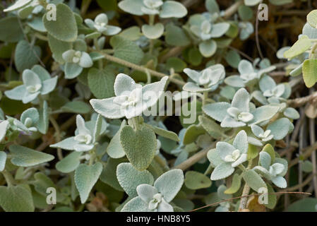 Ballota pseudodictamnus Foto Stock