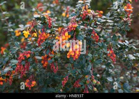 Crespino con fiori arancione Foto Stock