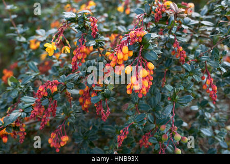Crespino con fiori arancione Foto Stock