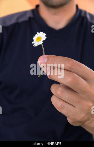 L'uomo tiene in mano un piccolo Daisy bianca. Congetture su camomilla per amore Foto Stock