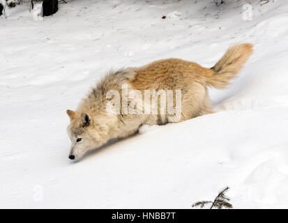 Lupo grigio; Lupus Canus; British Columbia; Canada Foto Stock