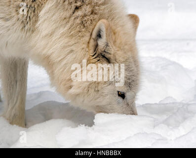 Lupo grigio; Lupus Canus; British Columbia; Canada Foto Stock
