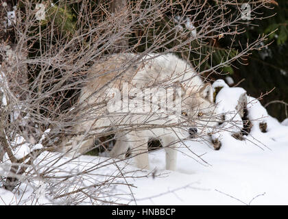 Lupo grigio; Lupus Canus; British Columbia; Canada Foto Stock