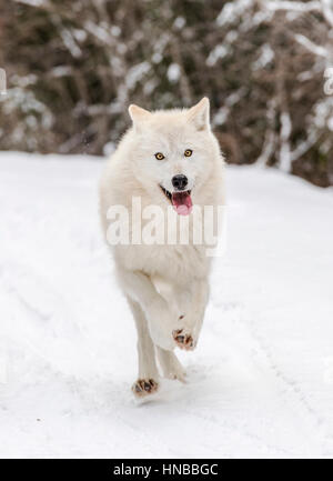 Lupo grigio; Lupus Canus; British Columbia; Canada Foto Stock