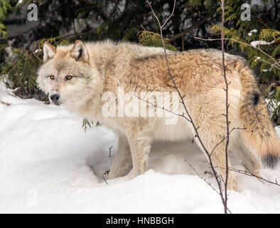 Lupo grigio; Lupus Canus; British Columbia; Canada Foto Stock