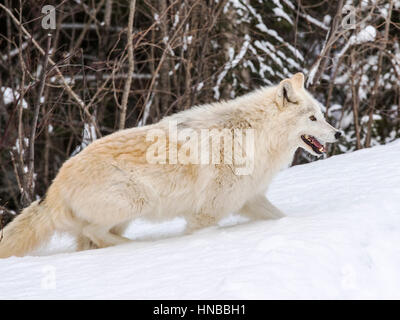 Lupo grigio; Lupus Canus; British Columbia; Canada Foto Stock