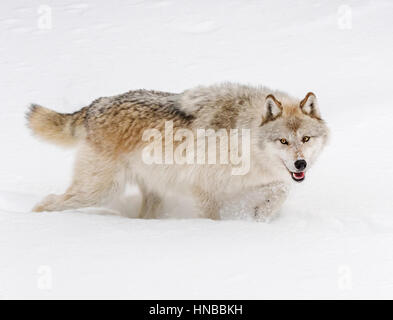 Lupo grigio; Lupus Canus; British Columbia; Canada Foto Stock