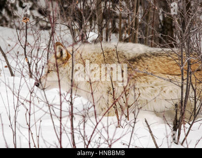 Lupo grigio; Lupus Canus; British Columbia; Canada Foto Stock