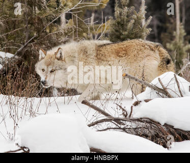 Lupo grigio; Lupus Canus; British Columbia; Canada Foto Stock