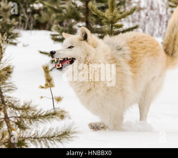 Lupo grigio; Lupus Canus; British Columbia; Canada Foto Stock