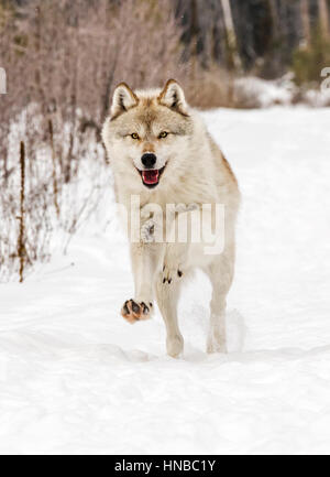 Lupo grigio; Lupus Canus; British Columbia; Canada Foto Stock