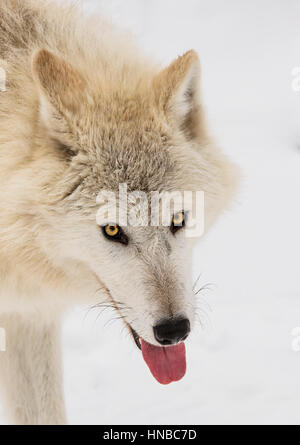 Lupo grigio; Lupus Canus; British Columbia; Canada Foto Stock