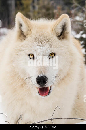 Lupo grigio; Lupus Canus; British Columbia; Canada Foto Stock