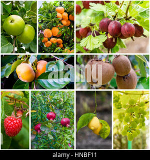 Set di freschi frutti maturi su albero di frutta diversa su un ramo di albero. collage di vari frutti e bacche in giardino Foto Stock