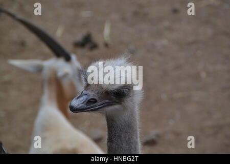 Struzzo o comune (struzzo Struthio camelus) è di uno o due specie di grandi flightless uccelli nativi a africa Foto Stock