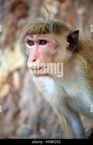 Red Monkey, Macaca sinica), Adulto ritratto, Yala Nationalpark, Sri Lanka, Asia Foto Stock