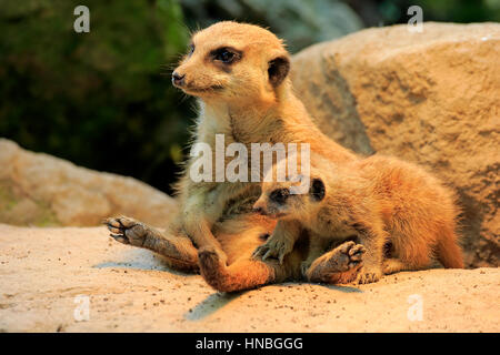 Suricate, (Suricata suricatta), adulti con i giovani a den, Africa,Meerkat, Meerkats Foto Stock