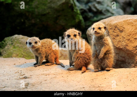 Suricate, (Suricata suricatta), tre youngs alert, Africa,Meerkat, Meerkats Foto Stock