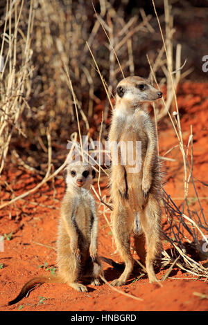 Suricate, (Suricata suricatta), adulti con giovani di riscaldamento alla den nel mattino, Tswalu Game Reserve, il Kalahari, Northern Cape, Sud Africa, l'Africa,Mee Foto Stock