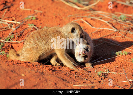 ESuricate, (Suricata suricatta), youngs giocando nel sole di mattina, Tswalu Game Reserve, il Kalahari, Northern Cape, Sud Africa, l'Africa,Meerkat, Meerkats Foto Stock