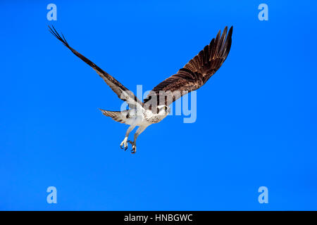 Falco pescatore (Pandion haliaetus carolinensis), Sanibel Island, Florida, STATI UNITI D'AMERICA,Nordamerica, adulti battenti Foto Stock