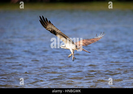 Falco pescatore (Pandion haliaetus carolinensis), Sanibel Island, Florida, STATI UNITI D'AMERICA,Nordamerica, adulti battenti Foto Stock