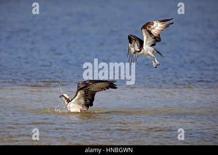 Falco pescatore (Pandion haliaetus carolinensis), Sanibel Island, Florida, STATI UNITI D'AMERICA,Nordamerica, adulto giovane la balneazione Foto Stock