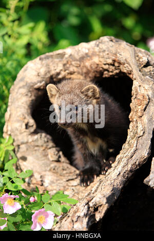 Fisher, Martes pennanti, Montana, Nord America, USA, quattordici settimane vecchio fisher a den Foto Stock