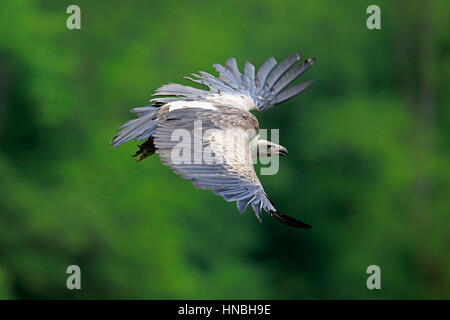 Avvoltoio grifone (Gyps fulvus), Adulto, battenti, Europa Foto Stock