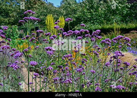 Un giardino cottage flower confine con piantando mescolato tra cui Verbena bonariensis molène e Mullen Foto Stock