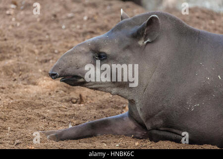 Ritratto di un brasiliano il tapiro (Tapirus terrestris). Foto Stock