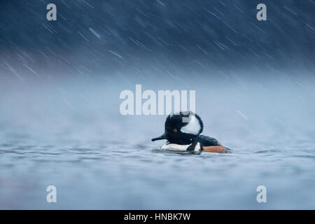 Un maschio Hooded Merganser nuota su uno stagno in un giorno di neve nel fresco blu luce di Alba. Foto Stock