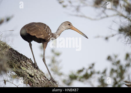 Un Limpkin posatoi in un albero in un pomeriggio soleggiato. Foto Stock