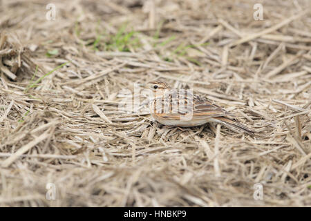 Allodola eurasiatica (Alauda arvense japonica) - mimetizzata bird alimentando in un campo di stoppie su Kyushu, Giappone Foto Stock