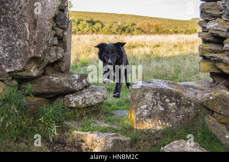 Border Collie correre e saltare Foto Stock