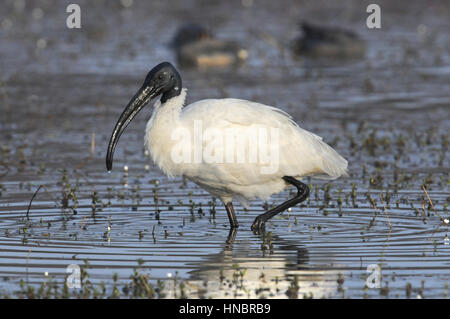 A testa nera Ibis - Threskiornis melanocephalus Foto Stock