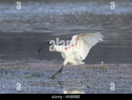 A testa nera Ibis - Threskiornis melanocephalus Foto Stock