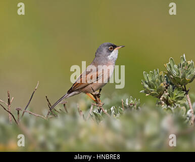 Spectacled trillo - Sylvia conspicillata orbitalis - maschio Foto Stock