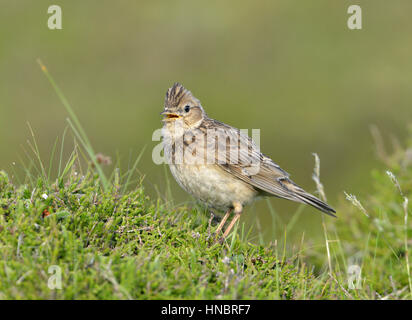 Allodola - Alauda arvense Foto Stock