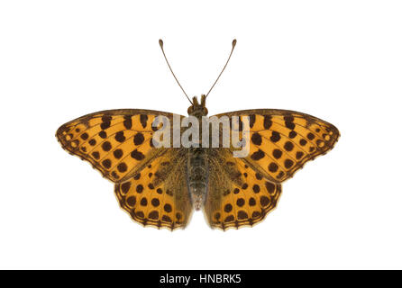 La regina di Spagna Fritillary - Issoria lathonia Foto Stock