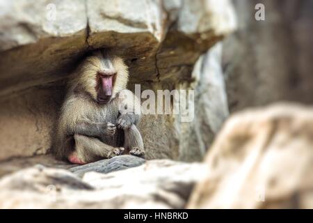 Babbuino - Parco Nazionale di Tarangire e - Riserva Naturale in Tanzania, Africa Foto Stock