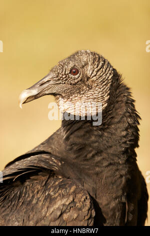 Avvoltoio nero ritratto su tan Sfondo sabbia Foto Stock