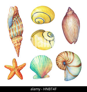 Set di vita subacquea oggetti - illustrazioni delle varie conchiglie tropicali e stelle marine. Disegnata a mano di pittura ad acquerello su sfondo bianco. Foto Stock