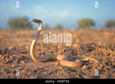 Cobra nero (Naja haje), Sidi Ifni, Marocco Foto Stock