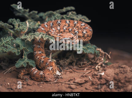 Saharan vipera cornuta (Cerastes cerastes) su un impianto di notte, Guelmim, Marocco Foto Stock